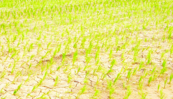   లక్ష్యానికి దూరంగా ఖరీఫ్‌ సాగు