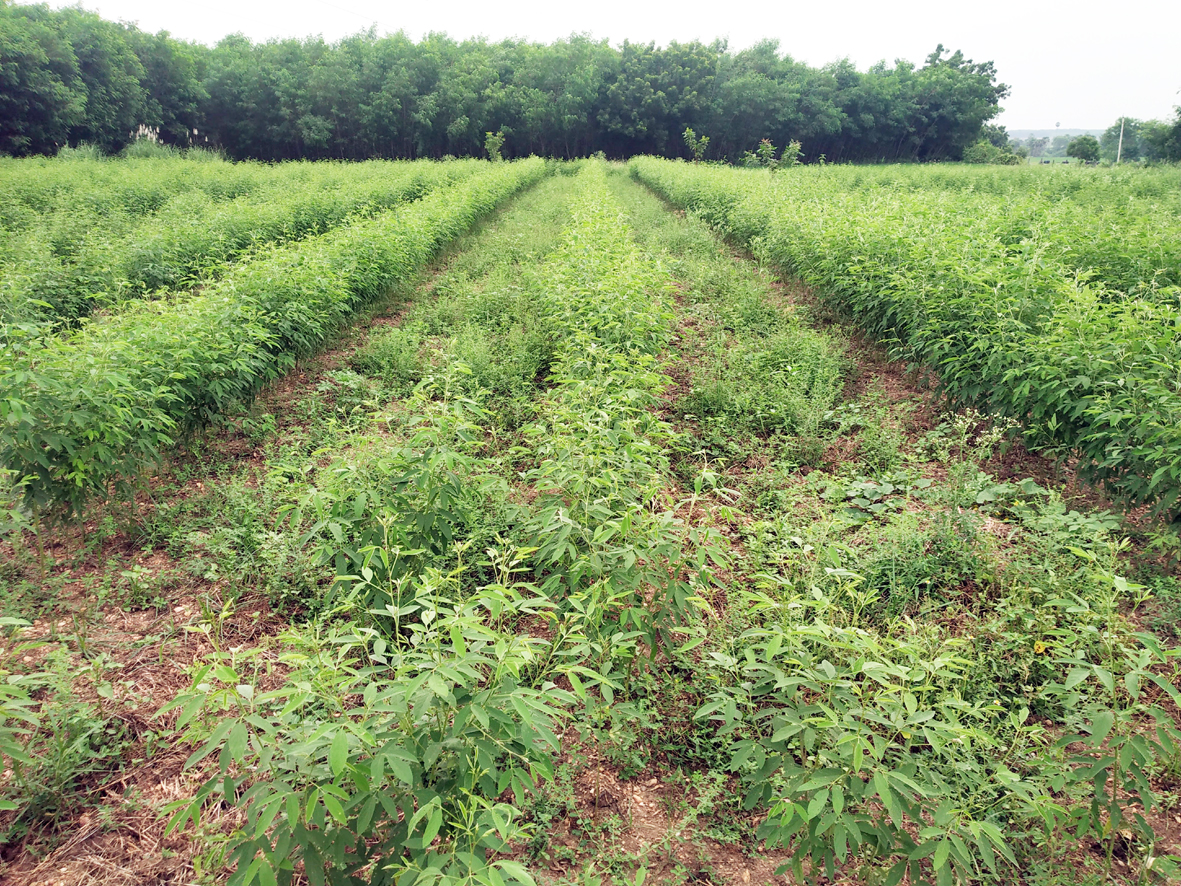 అపరాల సాగుకు అనాసక్తి