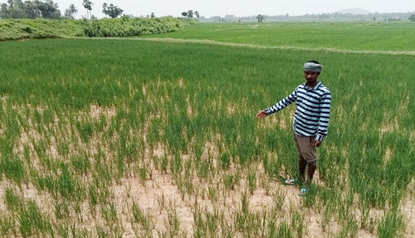 సాగు అసంపూర్ణమే