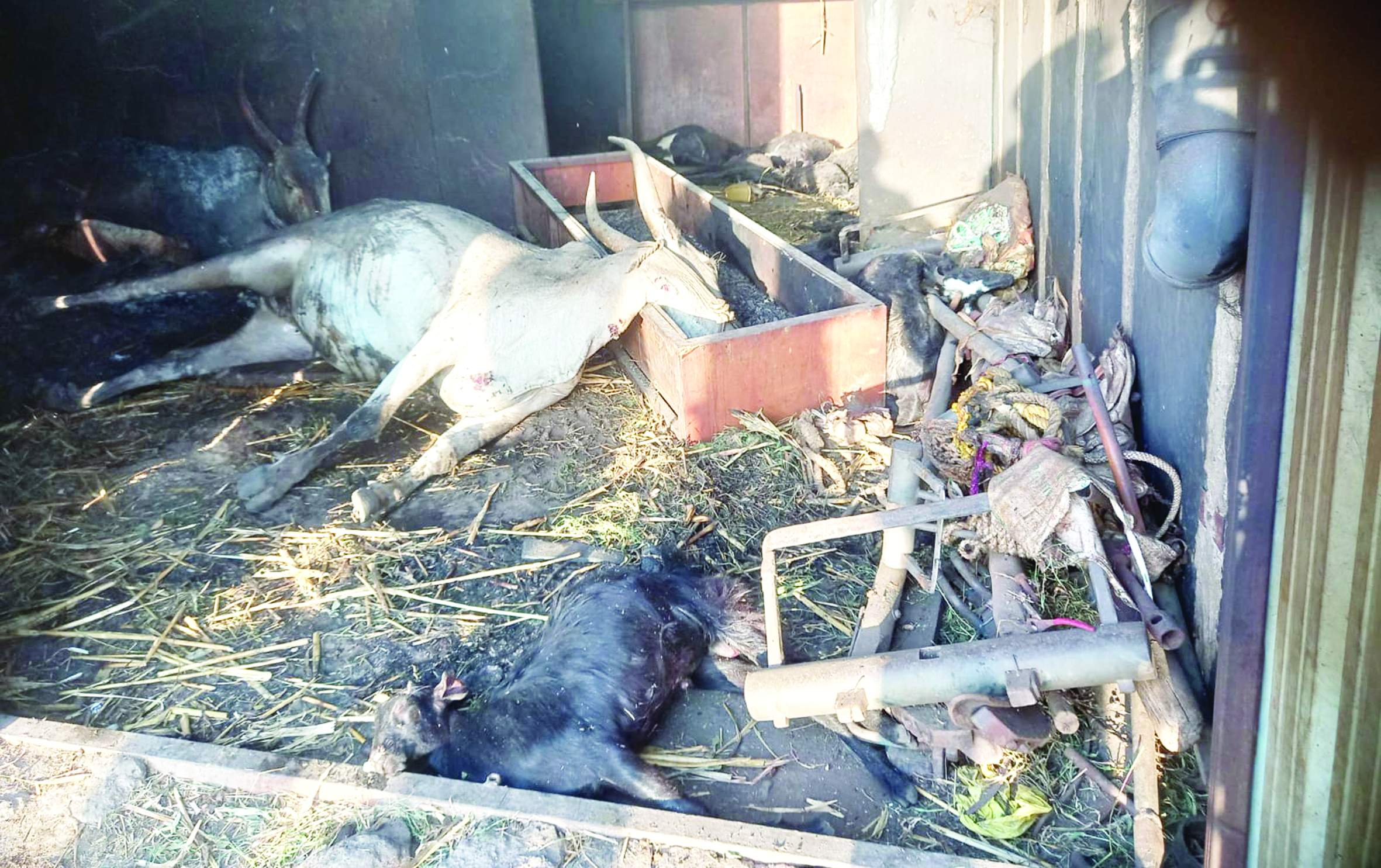 అగ్ని ప్రమాదంలో మృతి చెందిన ఎద్దులు