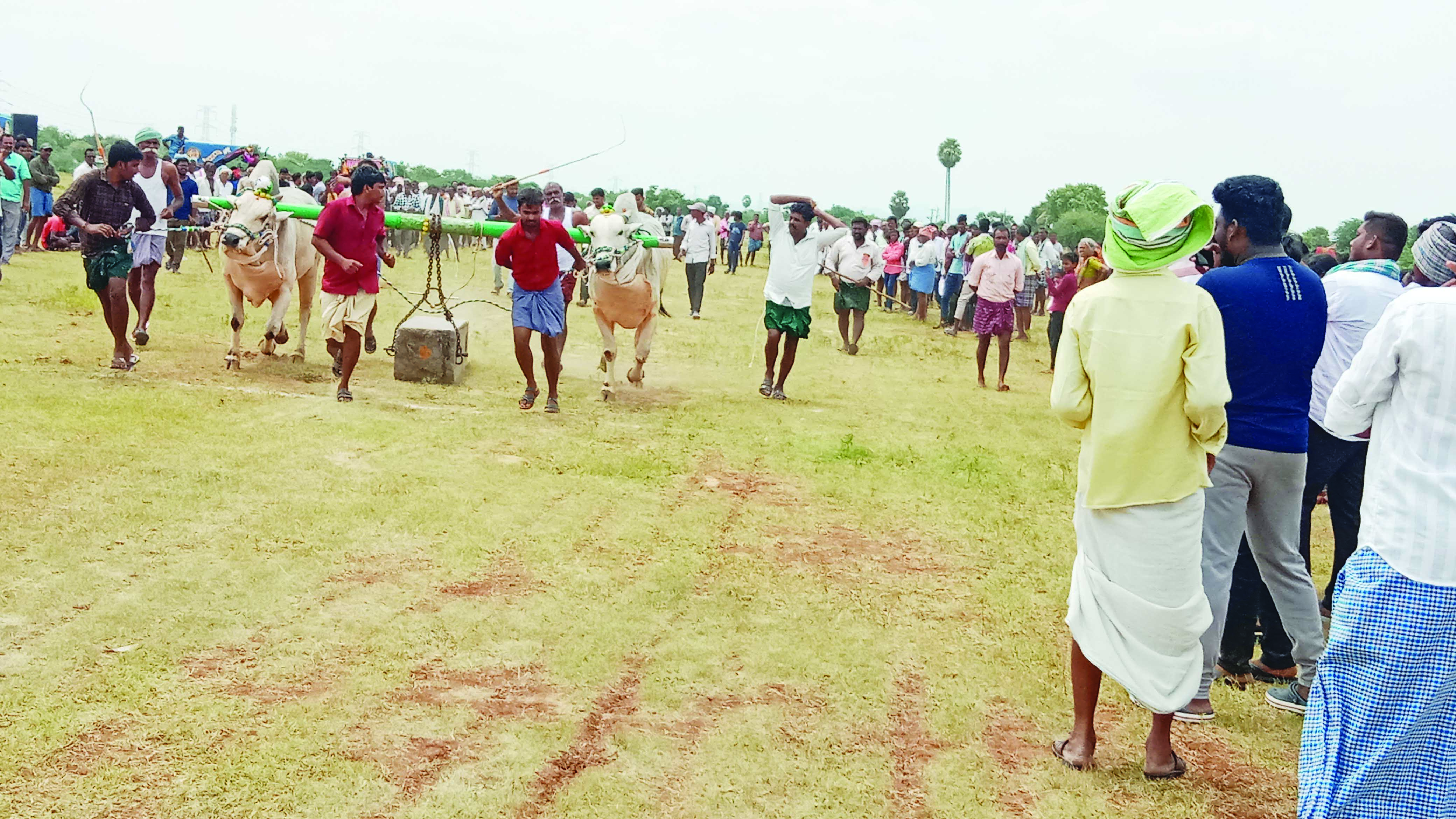 ఎడ్ల బండ లాగుడు పోటీలు