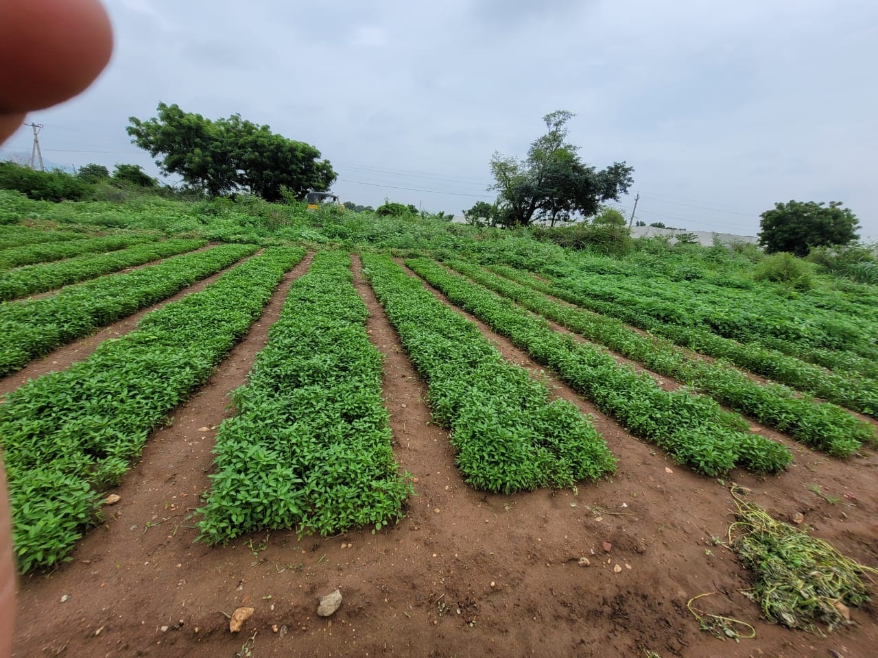 మిర్చి వైపు పల్నాడు రైతు మొగ్గు