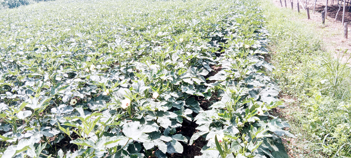 కష్టాల పంట-నష్టాల గాయం