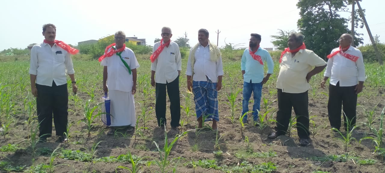 ఎండిపోతున్న పైర్లు