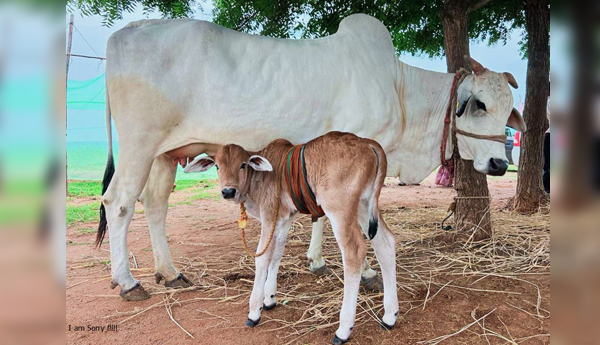The-genetic-conservation-experiment-was-success