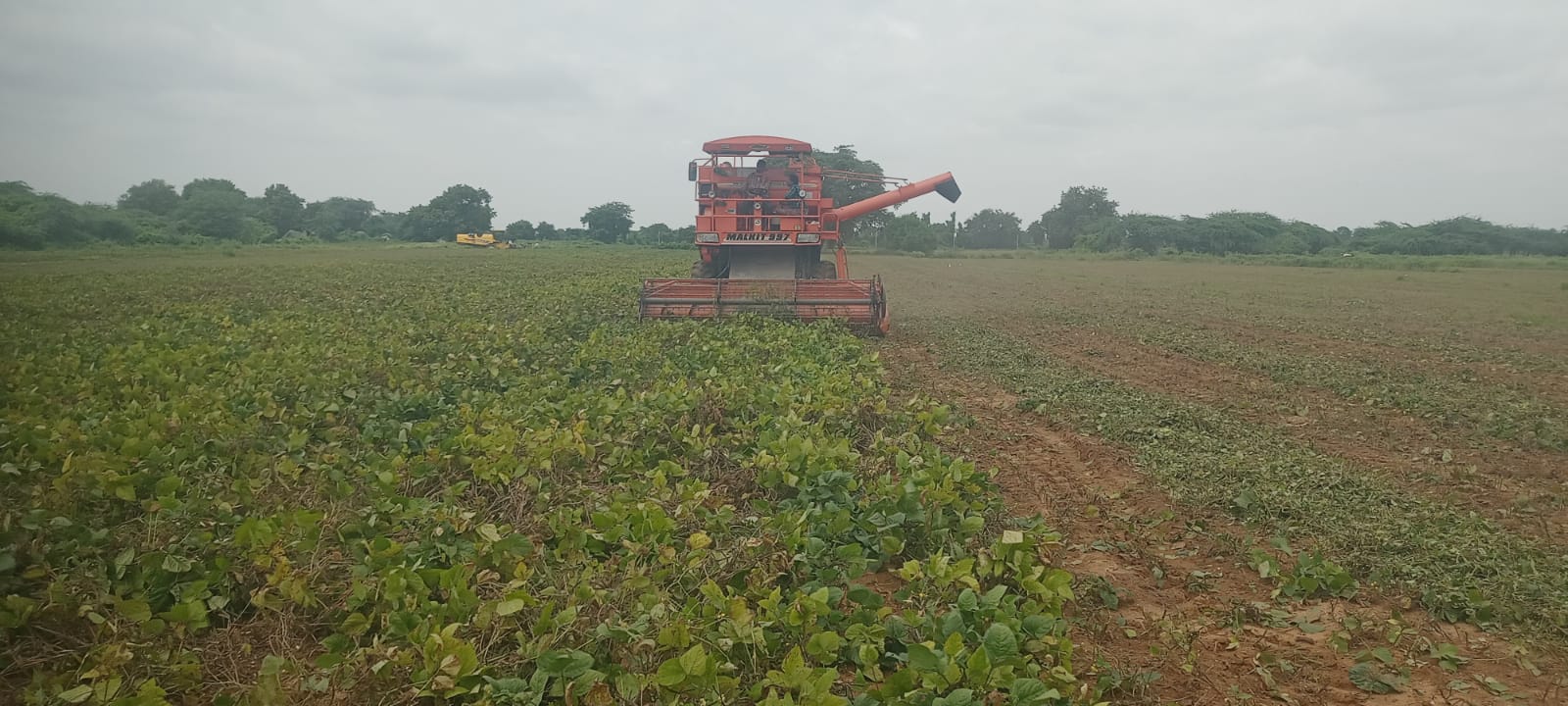 పొలంలో మినుము పంటను కోత కోస్తున్న మిషన్‌