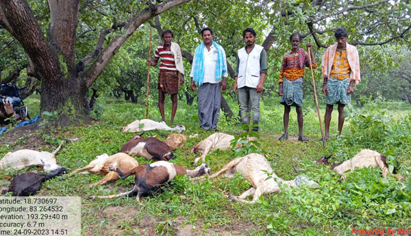 sheeps-died-by-lighting