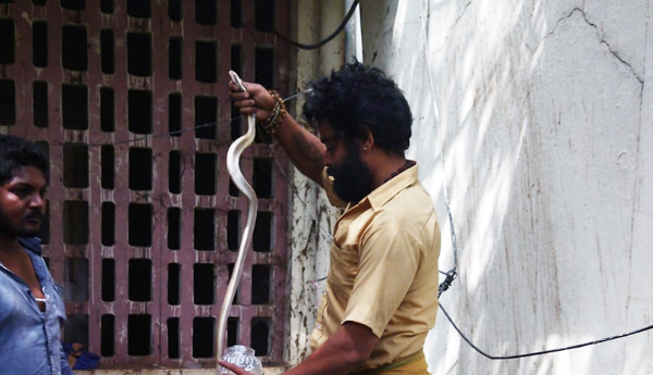 snake-in-vzm-collector-ofc