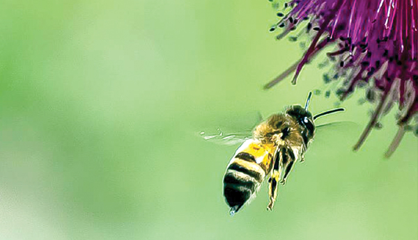 Pollen-has-so-much-talent