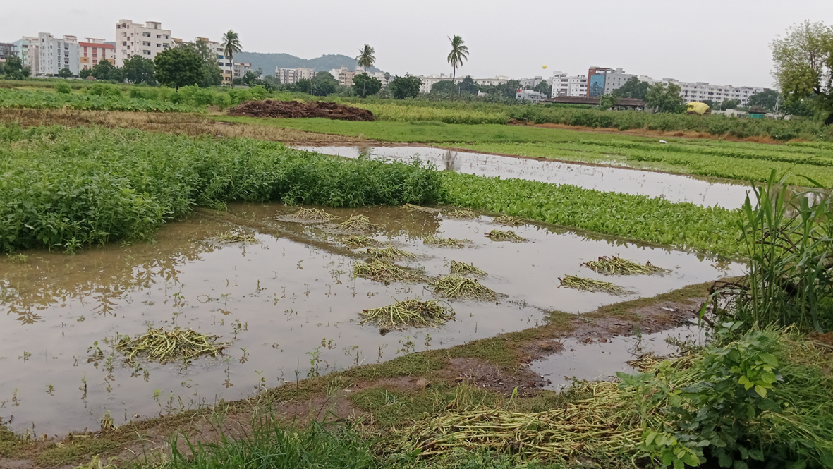 గుంటూరు, పల్నాడు జిల్లాల్లో భారీవాన