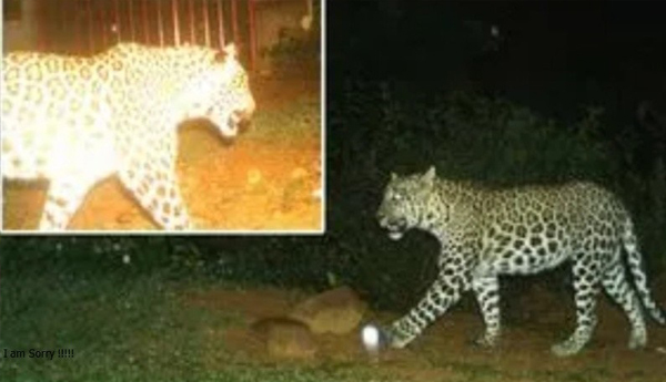 /Cheetah-movement-at-TTD-EO-residence