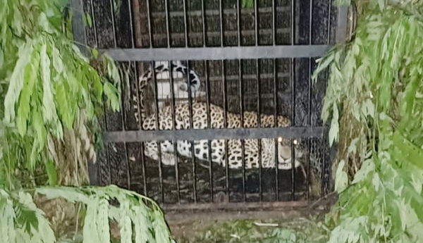 Another-cheetah-trapped-in-a-cage-on-Tirumala-walkway