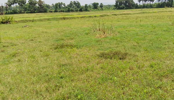 వర్షాలు కురిసినా పెరగని సాగు