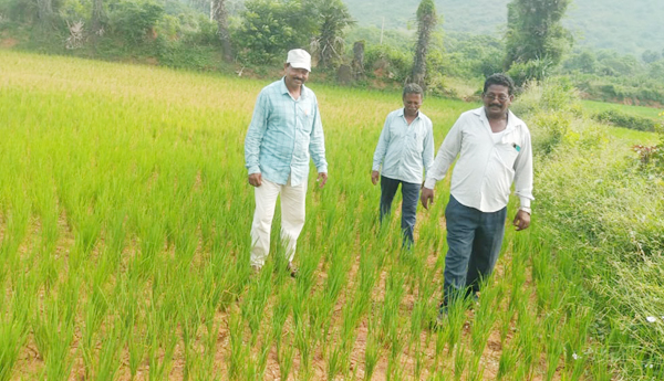 కరువు మండలంగా ప్రకటించాలి
