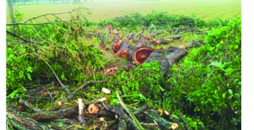  యథేచ్ఛగా చెట్లు నరికివేత స్పందించని అధికారులు