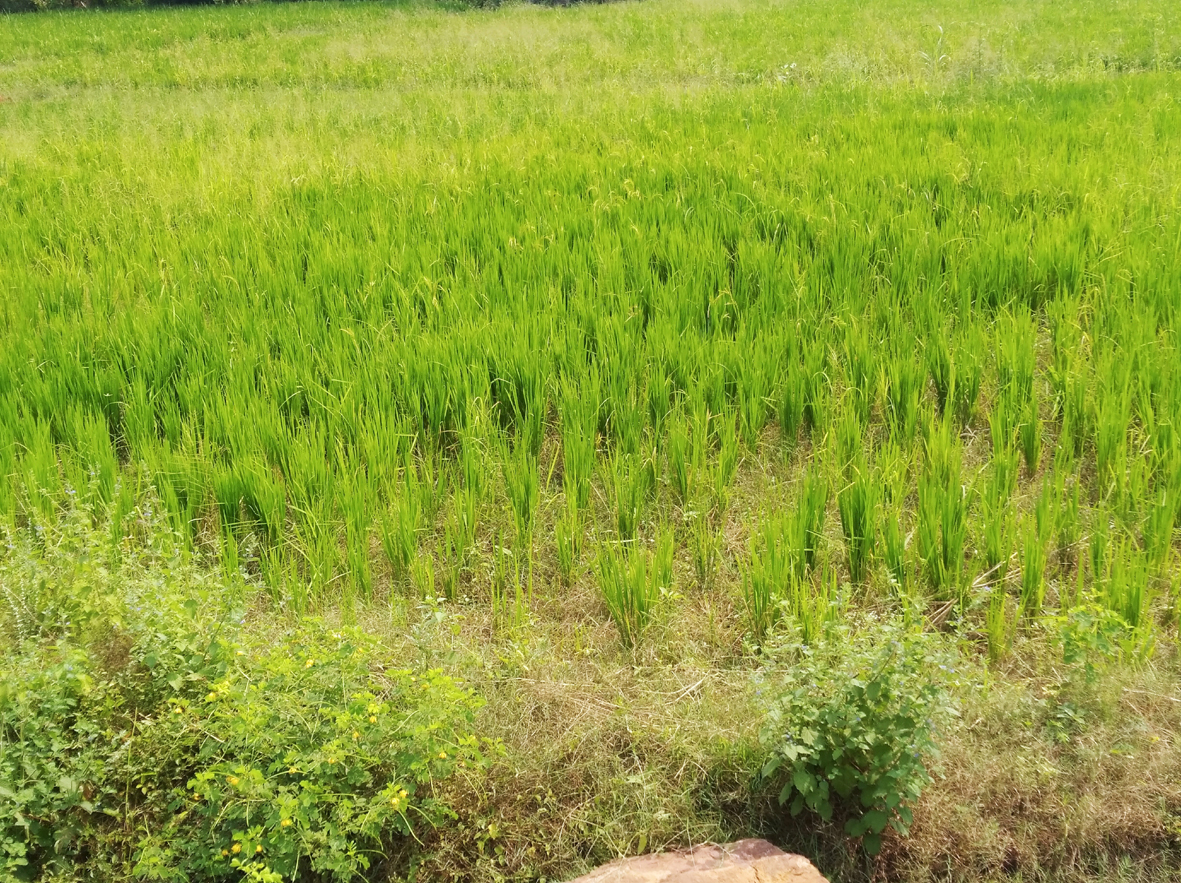 వర్షాభావంతో రైతులు విలవిల..