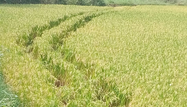 పంట పొలాలపై ఏనుగుల దాడి