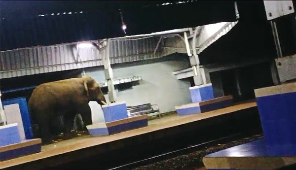 పార్వతీపురం పట్టణంలో ఏనుగు సంచారం