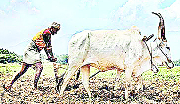 కౌలు రైతుకు కష్టం