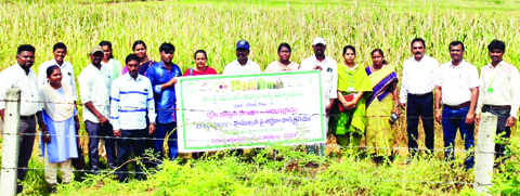 ఆరోగ్యానికి, అధిక దిగుబడికి చిరు ధాన్యాలు