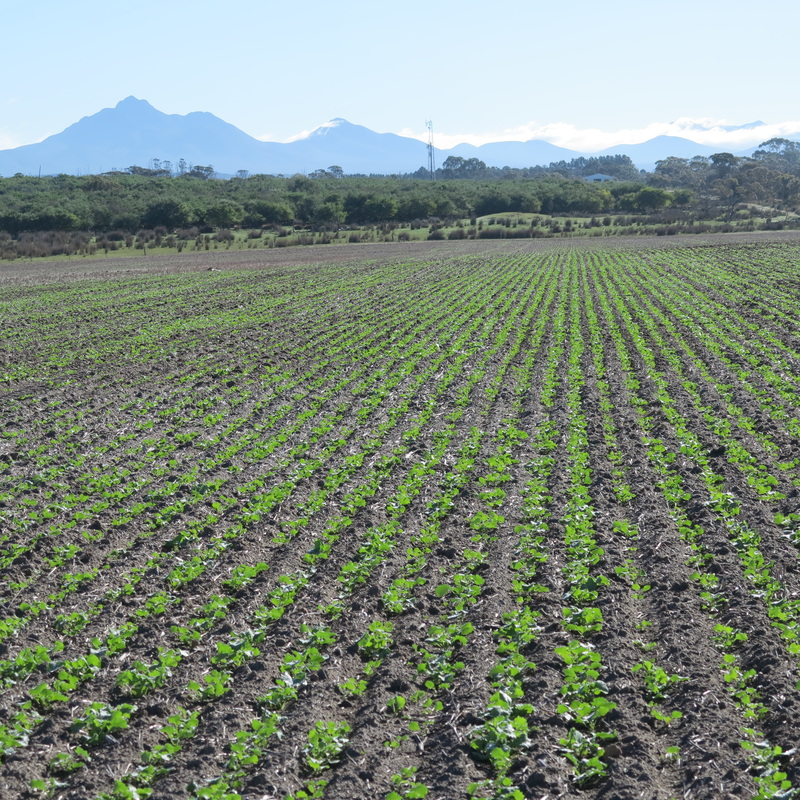 రబీ ఆశలు ఆవిరి.!