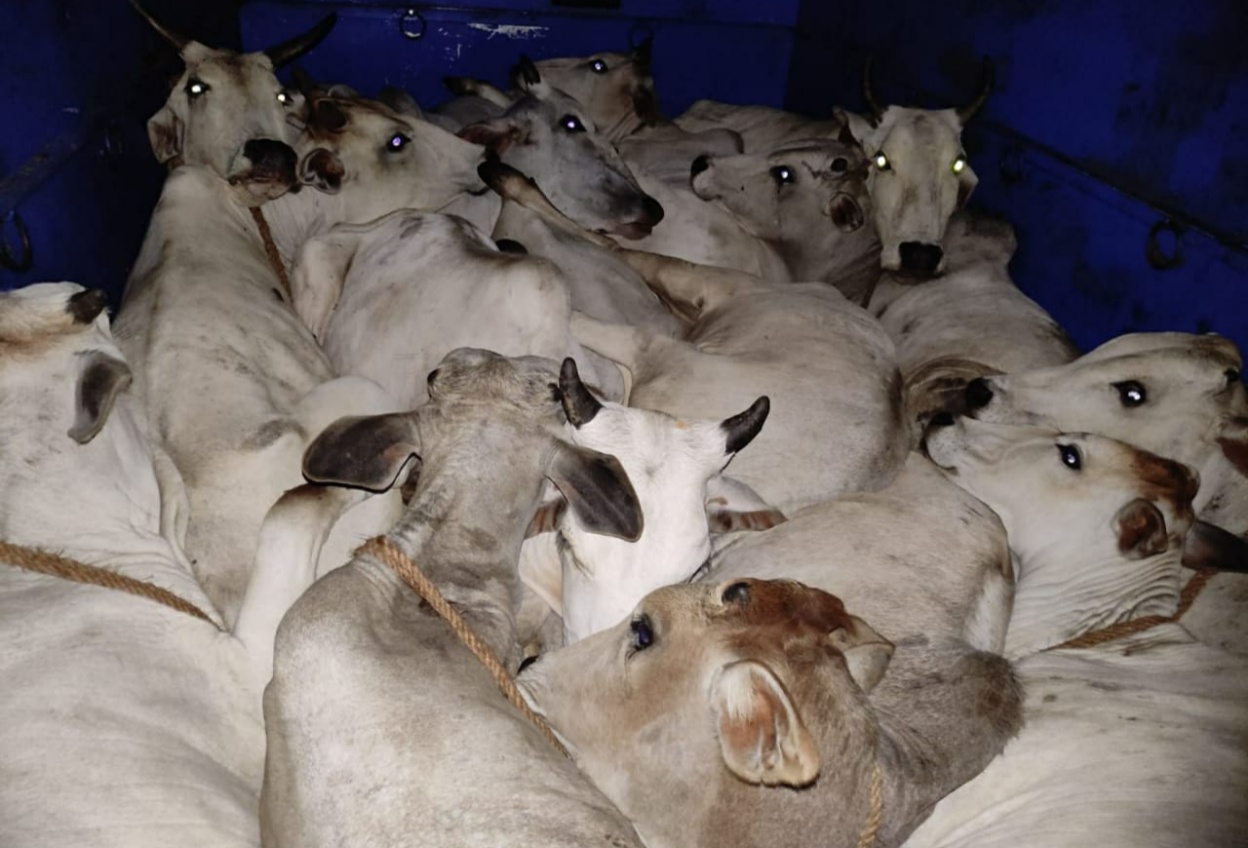 మూగజీవులను రవాణా చేస్తున్న వ్యక్తులపై కేసు నమోదు