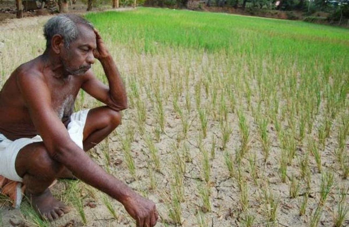 రాలని చినుకు.. ఎండుతున్న పైరు..!