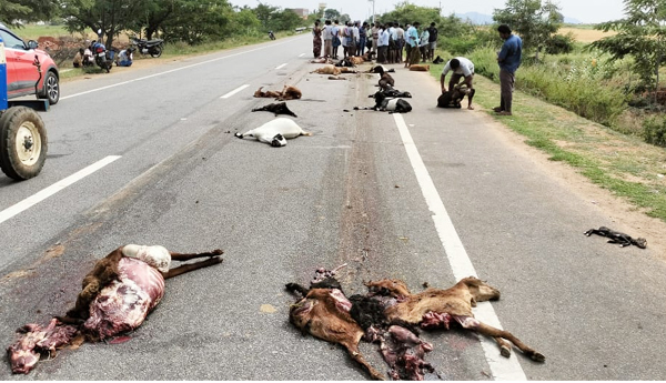 A-lorry-rammed-into-a-flock-of-sheep-24-sheep-were-killed