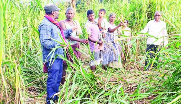 ఏనుగుల గుంపును తరలించాలి : సిపిఎం