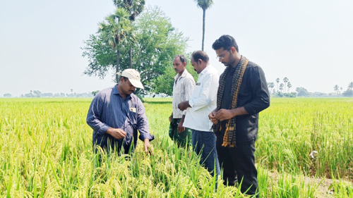 వరి పొలాలను పరిశీలిస్తున్న మండల వ్యవసాయ శాఖ అధికారి
