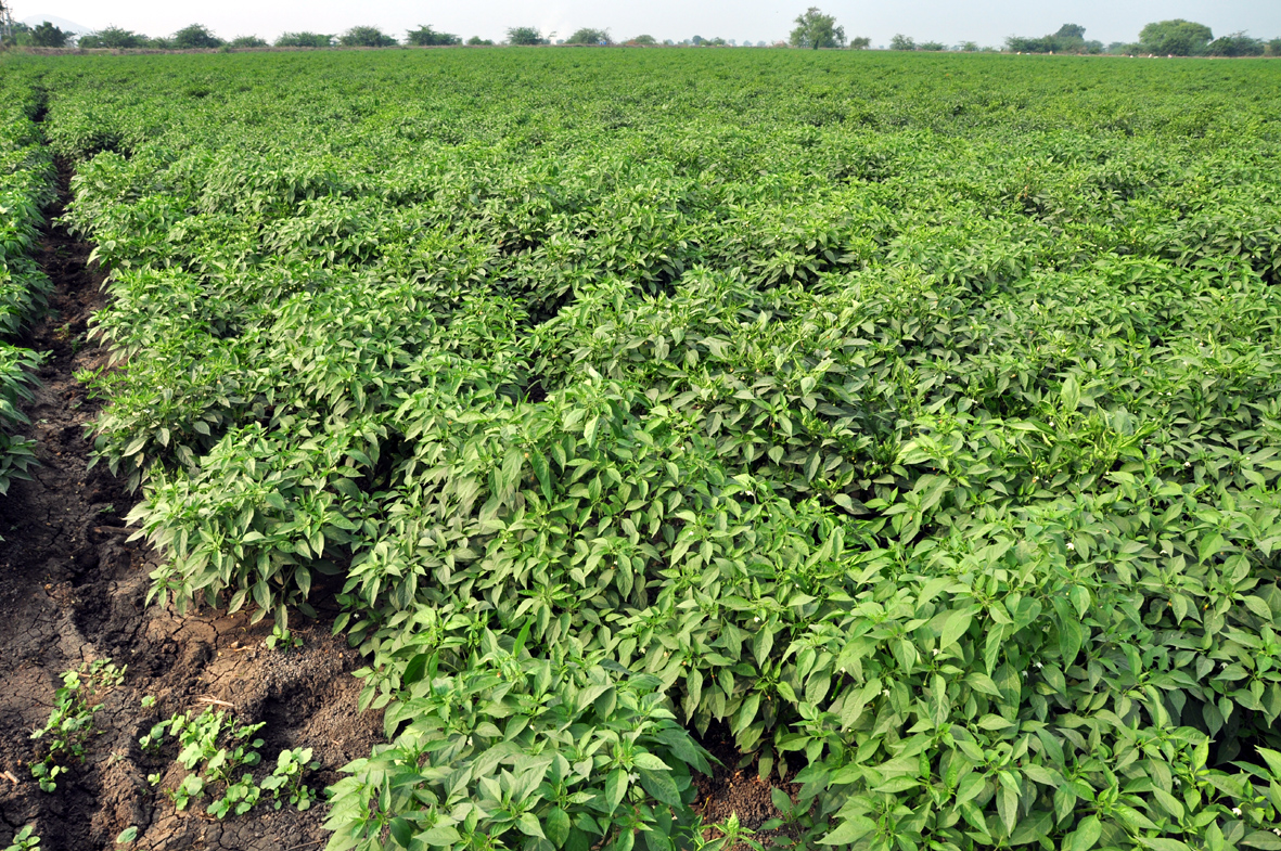 ఆశనిరాశల మధ్య మిర్చి సాగు