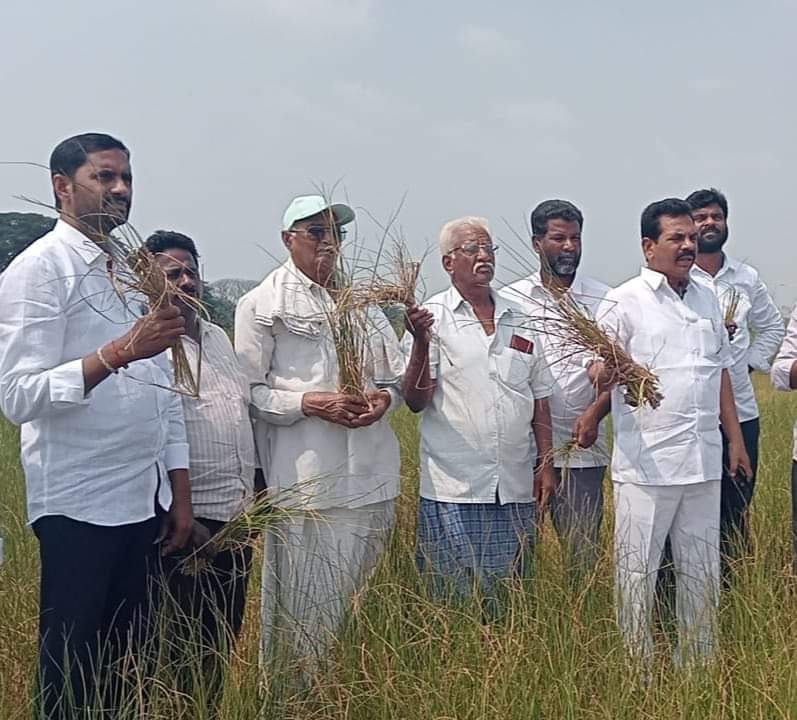 ఎండిపోయిన వరి పొలాలకు నష్టపరిహారమందించాలి