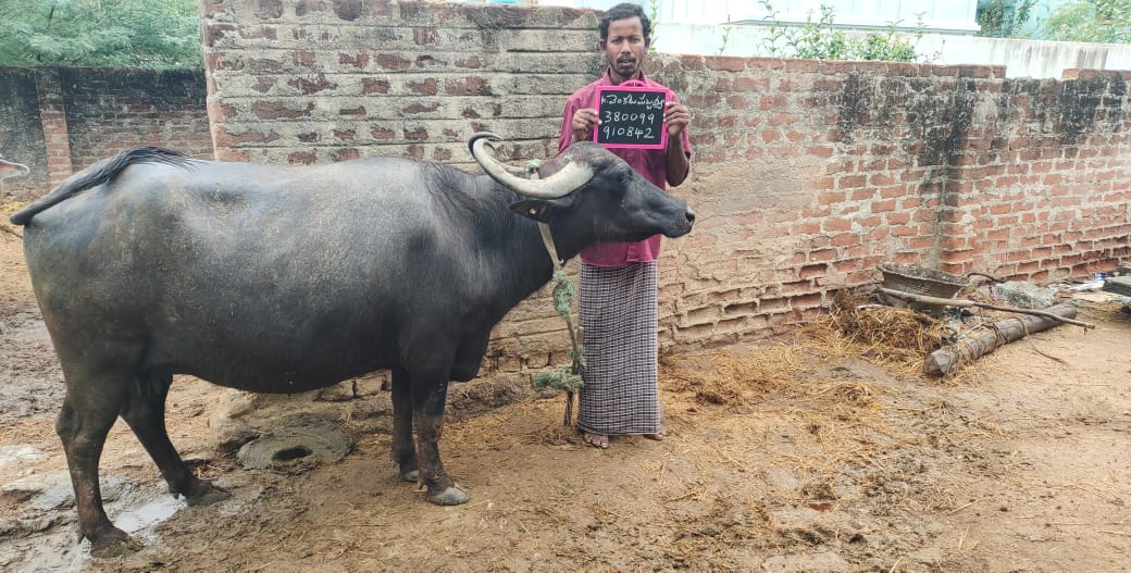 పశువులకు బీమా కొరకు ట్యాగింగ్‌ చేస్తున్న పశు వైద్య సిబ్బంది 