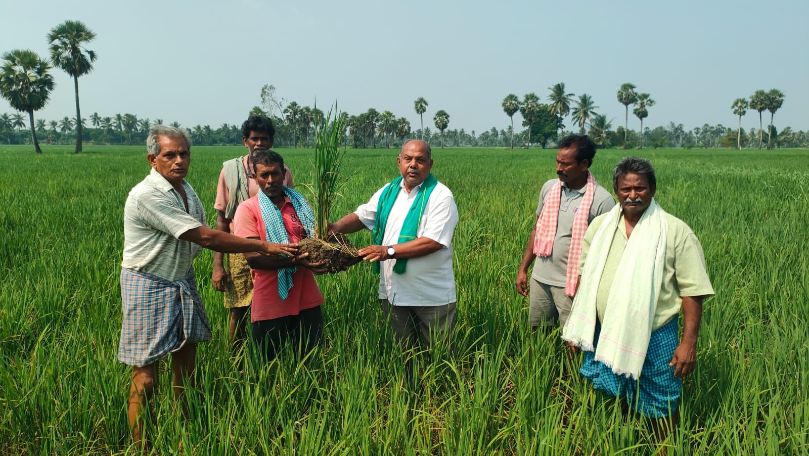 ఎండిన వరిచేల పరిశీలన