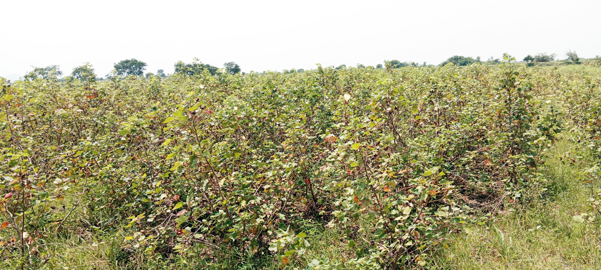 మేకలకు మేతగా పత్తి పొలాలు!