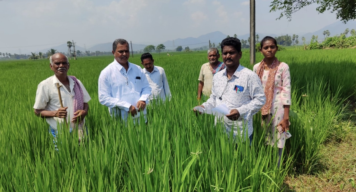 వరి, మినుము పంటల పరిశీలన