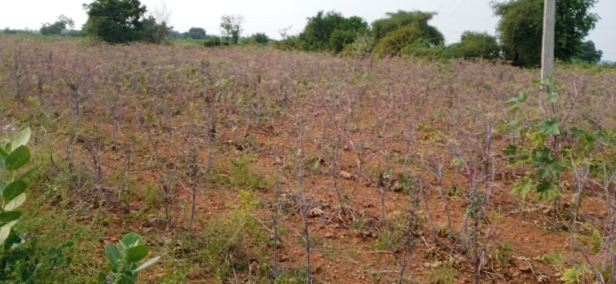 ఆముదంకు తెగుళ్లు