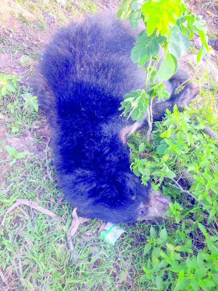 మృతిచెందిన ఎలుగుబంటి