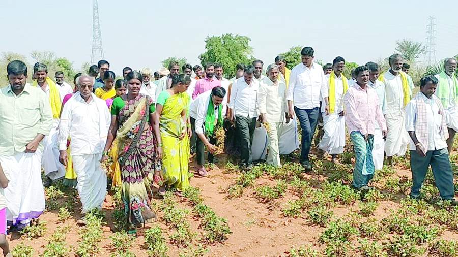  ఎండుతున్న వేరుశనగ పంటను పరిశీలిస్తున్న టిడిపి ఇన్‌ఛార్జి ఉమా మహేశ్వరనాయుడు, రైతులు