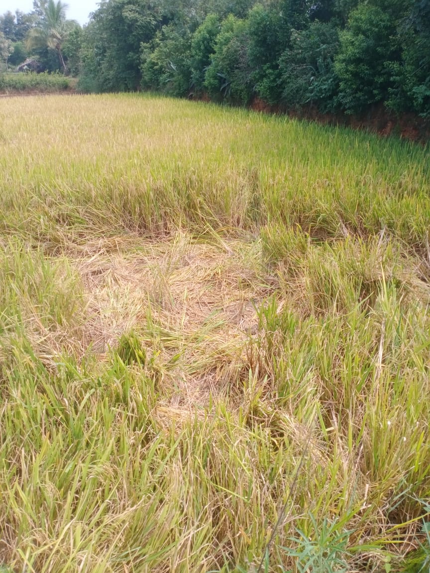 పంటలపై జంట ఏనుగుల దాడి