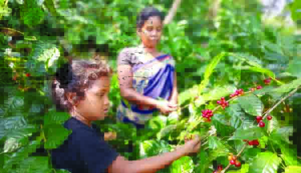 కాఫీ పండ్ల సేకరణ