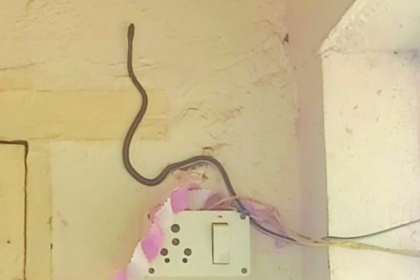 జెడ్‌పి పాఠశాలలో పాముల హల్‌చల్‌