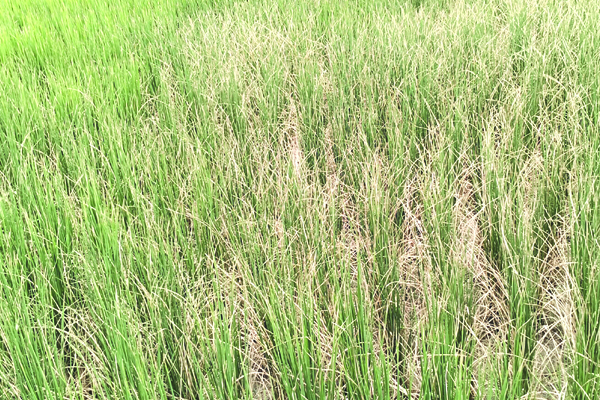 సాగు నీరందక ఎండుతున్న వరి