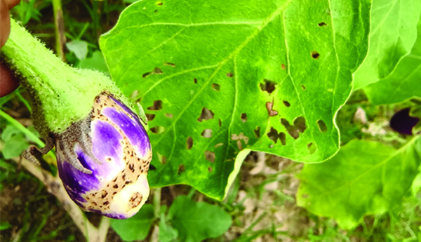 చీడపీడలతో...కూర'గాయాలు'