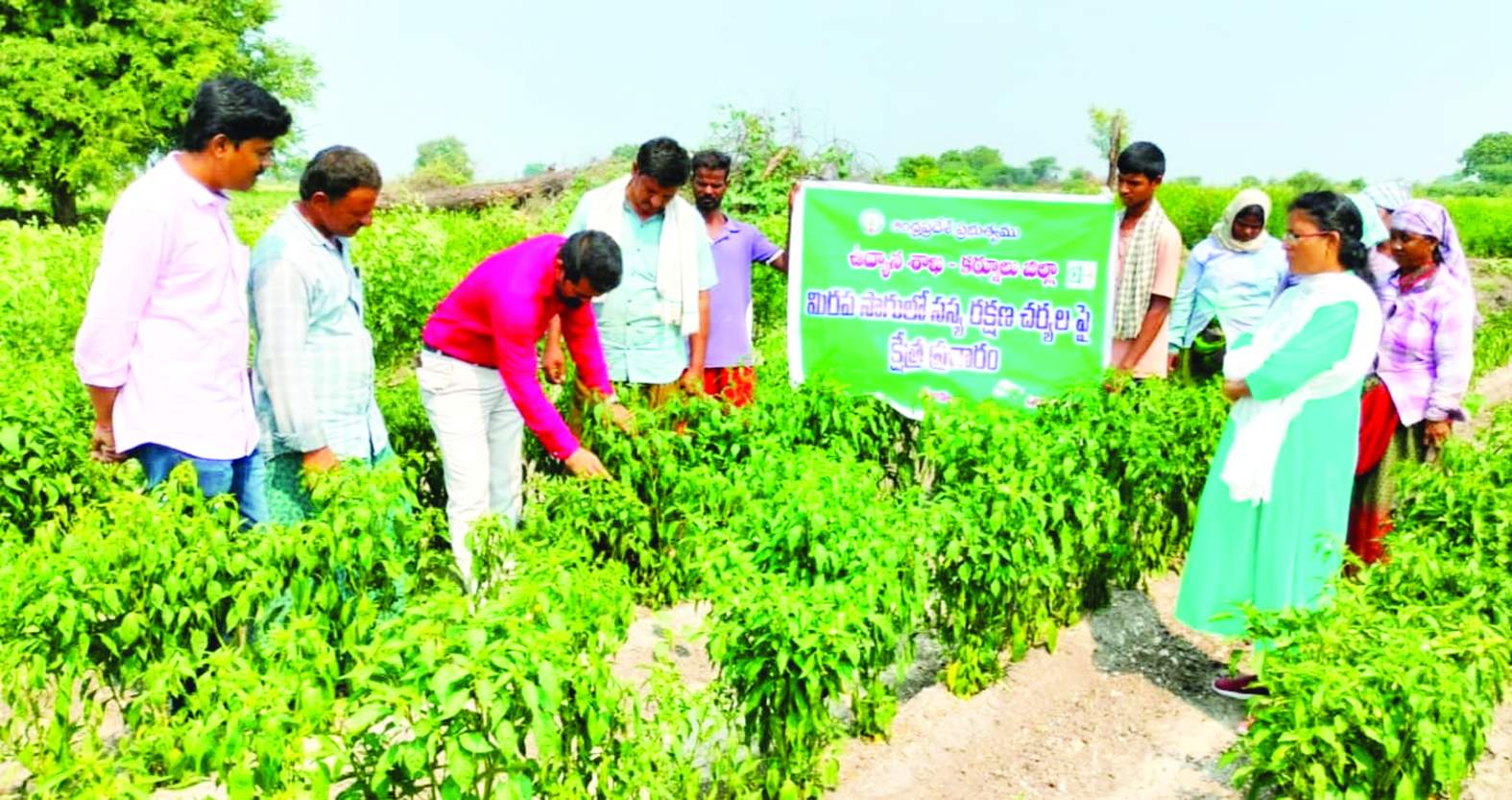 డేగలహాల్‌లో మిరప పంటను పరిశీలిస్తున్న వ్యవసాయ శాస్త్రవేత్త రమేష్‌ నాయక్‌