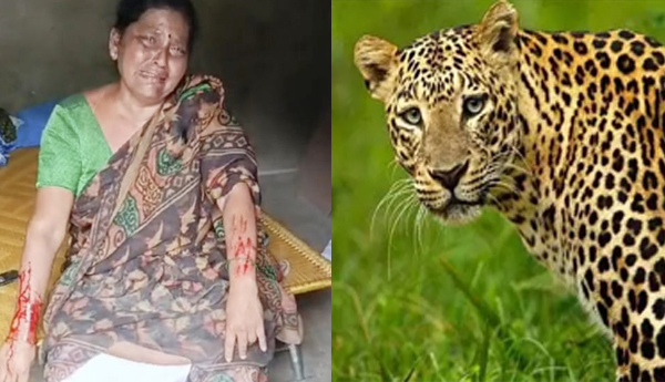 /Cheetah-attack-on-woman-in-Chittoor-district