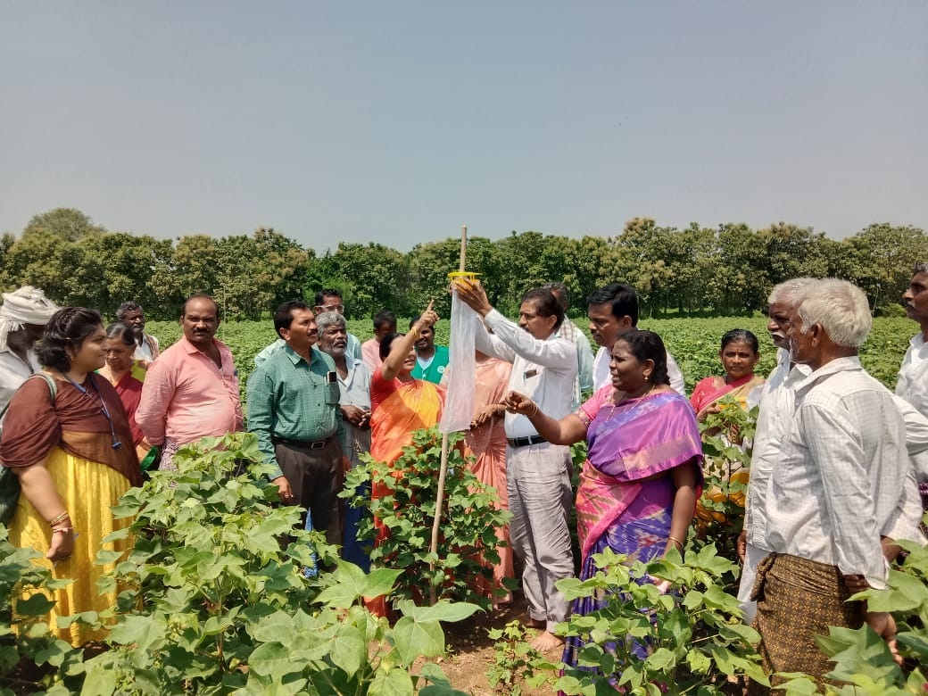 పత్తిలో ఎకరాకు పది బుట్టలు పెట్టండి