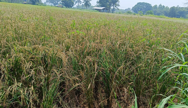 crop-damage-by-power-cuts-in-koyyalagudem