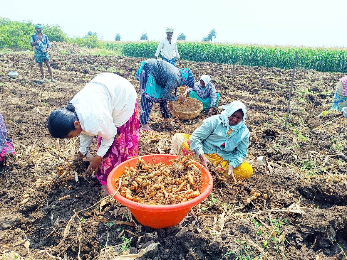 పడిపోయిన పసుపు సాగు