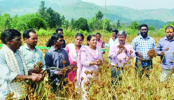 సేంద్రియ సాగుతో అధిక దిగుబడులు